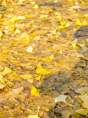 Obraz premium Gingko yellow leaves on ground in autumn season