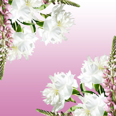 Beautiful floral background with pink lupine and white peonies 