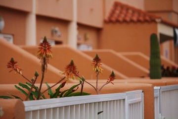 Aloe vera flower in front yard with bokeh effect