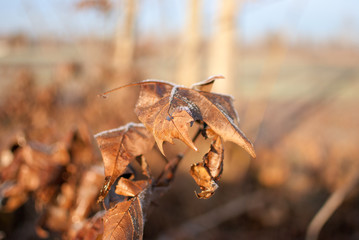 Details of a leaf on a blurry background.