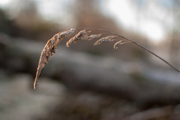  Brescia Italy, detail of a plant in the morning light.