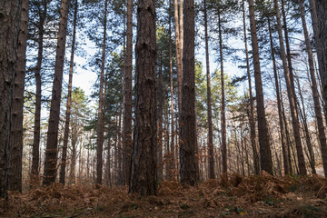 Fototapeta premium Big pine trees in the forest