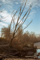 Brescia Italy, died tree on a river bank.