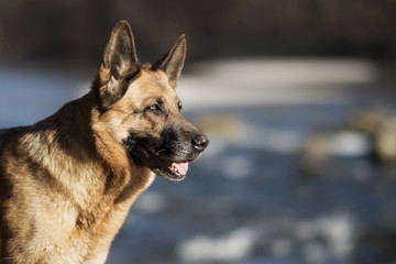 Reinrassiger Deutscher Schäferhund spielt am Fluß