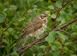 redwing