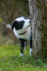 Welpe schnüffelt an einem Baum