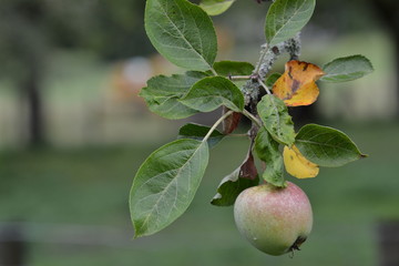Apple on the branch in the garden