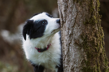 Welpe schnüffelt an einem Baum