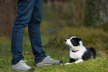 Border Collie Welpe macht Platz