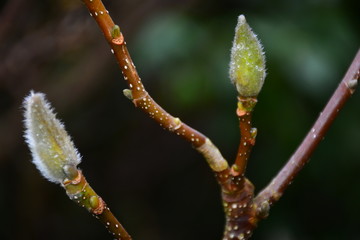 Magnolia blossom starting, close up.