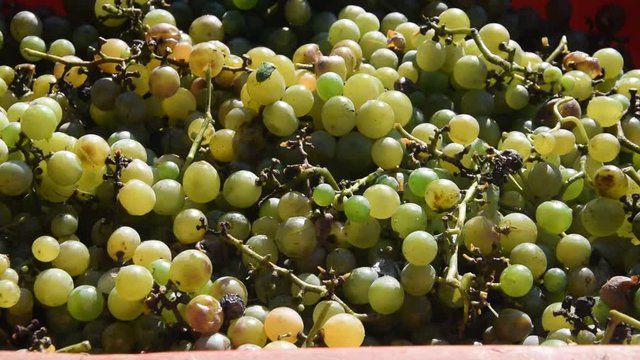 &Tau;&rho;ύ&gamma;&omicron;&sigmaf; Vendemmia Harvest wine Vendimia Vendange Video Vindima Winobranie בציר &Aring;rg&aring;ng ヴィンテージ  收穫 葡萄酒 Traubenlese Verema