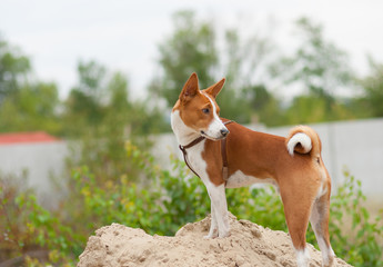 Basenji dog standing on a heap of sand and looking back