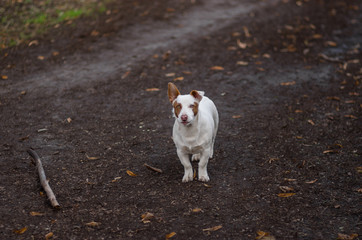 Naklejka na ściany i meble Outdoor portrait of brave white and stocky mixed breed dog ready to defend its fatherland