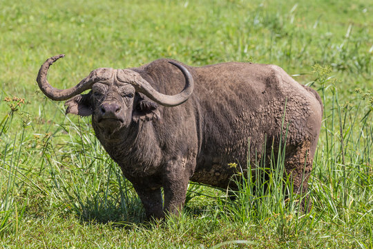 large male African buffalo, Syncerus caffer, grazing in the hot summer sun.