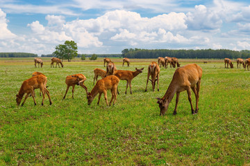 Naklejka na ściany i meble A herd of deer grazing on a green meadow. Wild animals in nature. Deer chewing grass