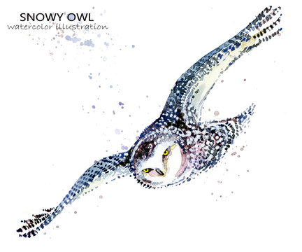 Snowy Owl watercolor illustration. Polar bird.