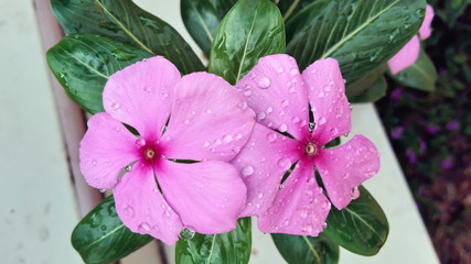 Closeup Purple Watercress with water drops