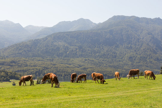 Livestock on meadow abowe Bohinj lake in slovenian alps with mountains in the background. Slovenia.