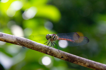 Closeup Dragonfly Island on a branch
