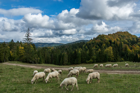 Jesienny wypas owiec w Pieninach.