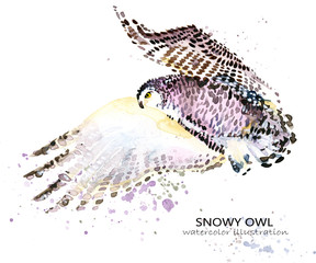 Snowy Owl watercolor illustration. Polar bird.