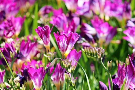violette Freesien auf dem Feld