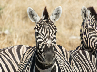 Naklejka premium Zebras