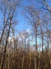 Fototapeta premium Wald