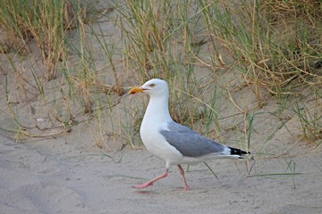 Silbermöwe in der Düne