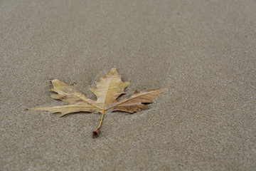 single leave on the beach