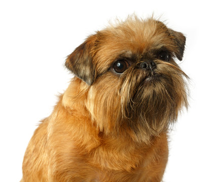 Dog portrait, Brussels Griffon, Griffon, Dog, Yellow Dog isolated