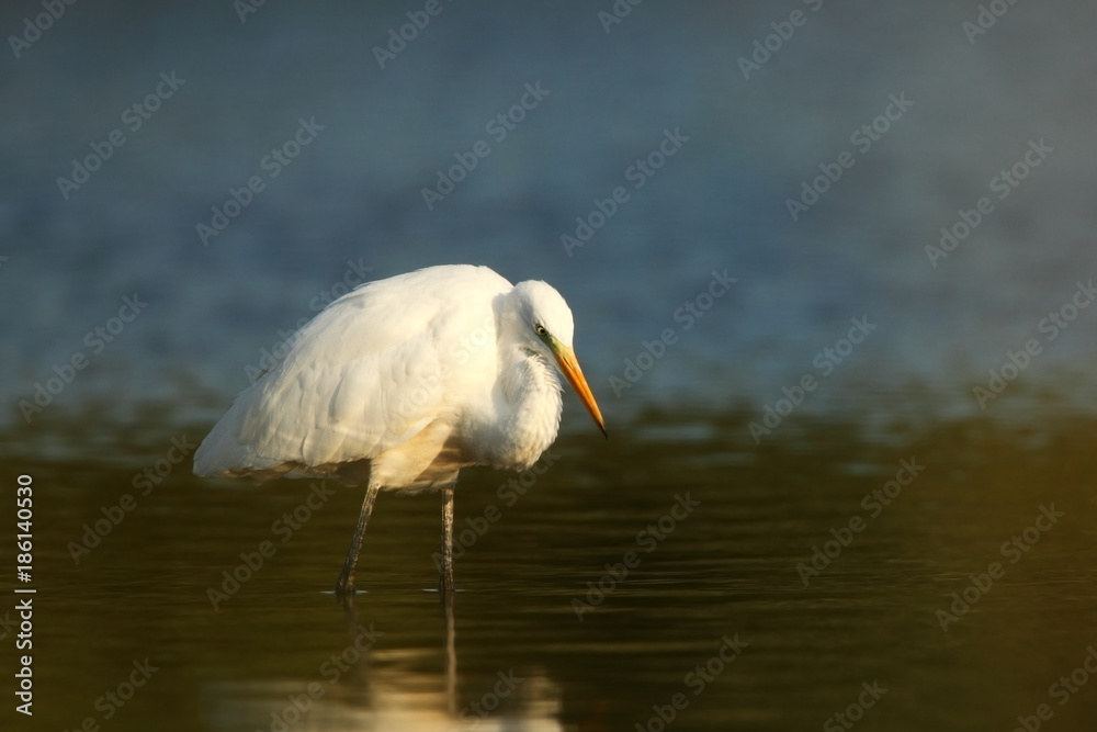 Wall mural ardea alba. the wild nature of the czech republic. spring glances. beautiful nature of europe. big b