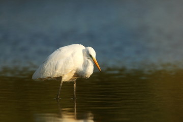 Ardea alba. The wild nature of the Czech Republic. Spring Glances. Beautiful nature of Europe. Big bird in water. Green color in the photo. Nice shot.