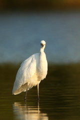 Ardea alba. The wild nature of the Czech Republic. Spring Glances. Beautiful nature of Europe. Big bird in water. Green color in the photo. Nice shot.
