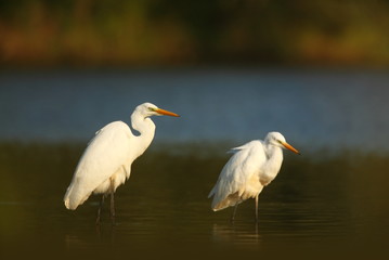 Obraz premium Ardea alba. The wild nature of the Czech Republic. Spring Glances. Beautiful nature of Europe. Big bird in water. Green color in the photo. Nice shot.