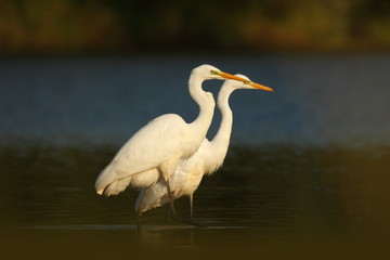 Ardea alba. The wild nature of the Czech Republic. Spring Glances. Beautiful nature of Europe. Big bird in water. Green color in the photo. Nice shot.