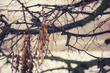 Withered linden branch with raindrops. Early spring moody background