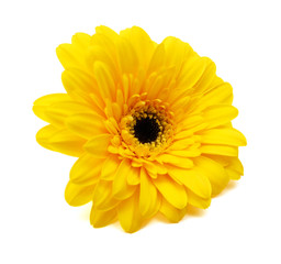 Close-up of yelow gerbera petals on white background 