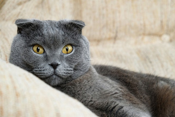 portrait of a Scottish fold cat