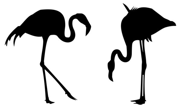 the silhouette of two flamingos
