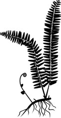Silhouette of fern with rhizome and roots on white background