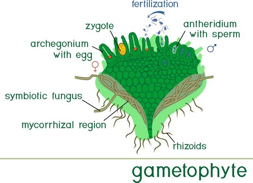 Fungal Rhizoids Humans
