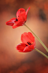 Fototapeta premium Tulipany czerwone