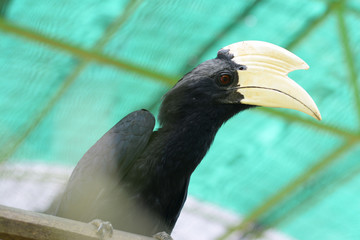 The Asian Black Hornbill. borneo hornbill © Fahnur Jingga