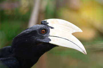 The Asian Black Hornbill. borneo hornbill
