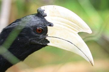 The Asian Black Hornbill. borneo hornbill © Fahnur Jingga