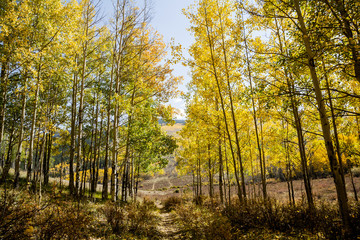 Colorado Autumn Scenery - Kenosha Pass