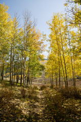 Obraz premium Colorado Autumn Scenery - Kenosha Pass