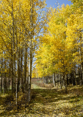 Obraz premium Colorado Autumn Scenery - Kenosha Pass