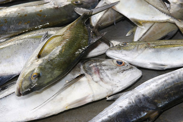 frisch gefangener Fisch